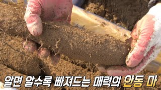 끈적×아삭한 반전 매력 식감! 땅에서 자라는 보약 ‘안동 마’