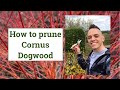 How to prune Cornus or Dogwood for Winter Colour