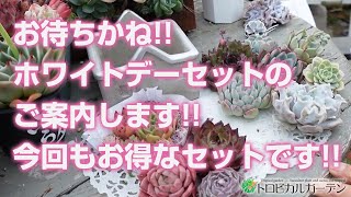 【多肉植物】お待ちかね!!ホワイトデーセットのご案内します!!今回もお得なセットです!!【succulent】トロピカルガーデン