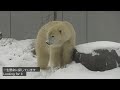 polar bear is crazy about biting bone on the snow