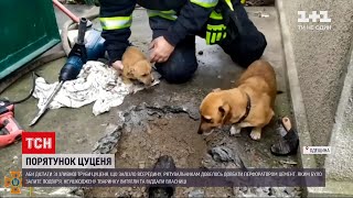 В Одеській області рятувальники розібрали бетонне подвір'я, щоб врятувати цуценя | ТСН 14:00