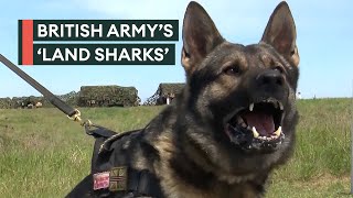 Land sharks: Army's four-legged companions with a bite to match their nickname