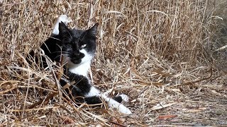 【地域猫】春近し‼河原の陽だまりでは梅の花が咲き始める‼【魚くれくれ野良猫製作委員会】