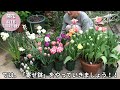 【チューリップ】今植えよう🌷土がなくても、玄関前をチューリップ園にする方法🤗 10〜12月が適期、球根植え付けの5ポイント 寄せ鉢って何？ この方法で写真映えスポットに✨【ガーデニング】