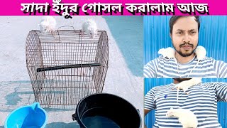 সাদা ইঁদুর গোসল করালাম আজ ||বিলেতি ইদুর গোসল করানো||