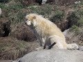 dog yard ilulissat greenland