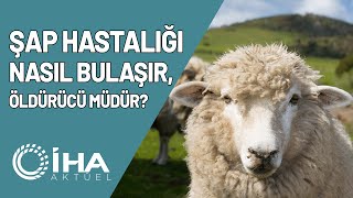 Şap Hastalığı Nasıl Bulaşır, Öldürücü Mü