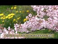 【桜名所 北陸】富山県富山市_富山城址公園