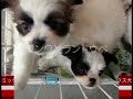 パピヨンと狆（ちん）のミックス犬　４月生まれ