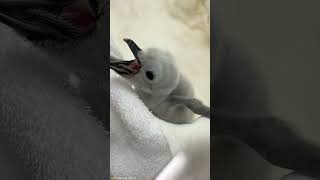 12月にヒゲペンギンの赤ちゃんが誕生しました！赤ちゃんの成長をあたたかく見守ってください♪