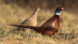 top10 pheasant