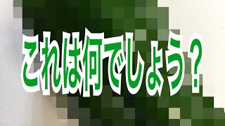 【クイズ】これは何でしょう