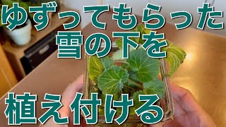 ゆずってもらった雪の下を植え付ける