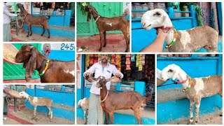 9603721597 9396407903 offer pure nasi hyderabadi big size bakri \u0026 top quality huntel sheep ablaq pat