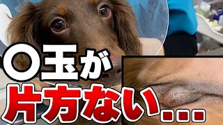 【雄犬の玉が1つしかない!?】すぐに治療しないと危険!! Vol.10