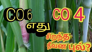 Co 4 vs Co 6 எந்த தீவன புல் சிறந்தது.?