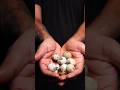 Quail Eggs ASMR #shorts