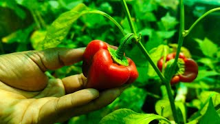 வாங்க மாடி தோட்டத்தில் குடமிளகாய் அறுவடை செய்யலாம்!! Fresh Capsicum Harvest in our Terrace Garden