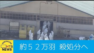 白老町の養鶏場で「高病原性」鳥インフルエンザ確認　約５２万羽殺処分へ　北海道は自衛隊に災害派遣を要請