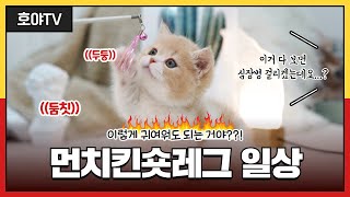 사랑스러운 먼치킨숏레그 고양이 분양