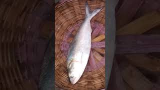 পদ্মার তরতাজা ইলিশ মাছ। Padma River Fish।#shorts #youtubeshorts #viralshorts