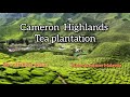 Cameron Highlands Tea Plantation | Boh tea plantation | Cameron Highlands | Explore Malaysia