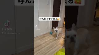 【フレブル】呼んだらすぐ来る愛犬が可愛いすぎる