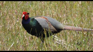 キジ ①  4K  /  Japanese Pheasant (National Bird of Japan)