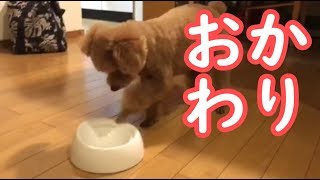 ご飯のおかわりを欲しがるが相手にしてもらえない犬《えびふらい》