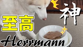 【至高の一皿】ブッチの３倍の値段！？ヘルマンを食べるハスキー犬