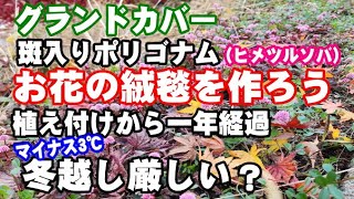 【雑草対策】ポリゴナム（ヒメツルソバ）をグランドカバーに植えてみました。