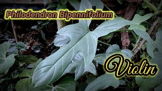 philodendron bipennifolium or philodendron violin