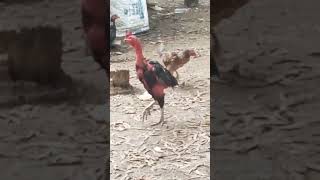 Good fighter cock#shorts #youtubeshorts #aseellovers មាន់ខ្មងសរសៃល្អ#សូមចុចsubscribe #rooster#thanks