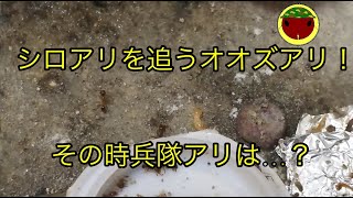 シロアリを追うオオズアリ！ライズのアリ王国計画82