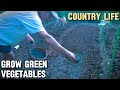 Country Life Episode 2 || Growing Green Mustard