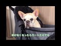 老犬フレンチブルドッグ　カートの練習をはじめました