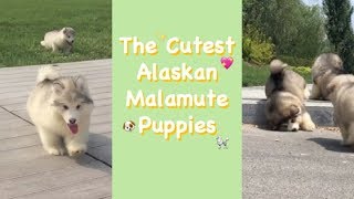 【Tik Tok抖音】Pets funny cute animals 2019可爱宠物The Cutest Fluffy Alaskan Malamute Puppy Balls小闯萌犬阿拉斯加