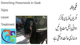 Drenching Pneumonia in Goats Or Aspiration Pneumonia.