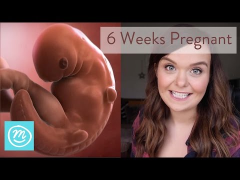 6 Weeks Pregnant: What To Expect - Channel Mum 6 Weeks Pregnant: What To Expect - Channel Mum