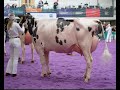 Wolfa Chief Sue from Newmeadows Holsteins at UK Dairy Expo 2024.Senior 2yr old Holstein Class. 4K