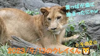 【ライオン】2023/9/13のクレイくん🦁その2　とべ動物園