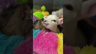 Goat - Cute And Funny Goat's Shorts Video #69 || Trixie Animal. #shorts