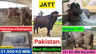 Pakistan's Best Bloodline Nilli Bull Now in India Semen Available Soon, Gurmeet Toor- Shaukat Doggar