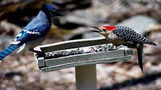 Blue Jay vs Woodpecker at high noon