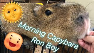 Morning Capybara Ron Boy :D 朝のカピバラ ロンくん🌞