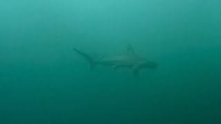 Belongas Classics - a massive hammerhead, mantas and schooling mobulas