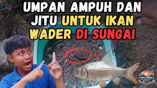 Inilah Umpan Ampuh dan Jitu untuk Ikan Wader di Sungai Air Keruh dan Jernih buat ikan wader ngumpul