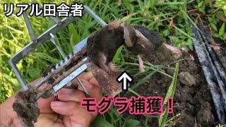 モグラトール～やっとモグラが捕れました！