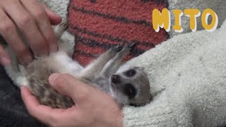 おねむなミーアキャットの癒しの夜 Sleepy Meerkat Healing Night