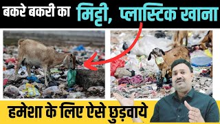 बकरी को मिट्टी और प्लास्टिक खाना ऐसे छुड़वाए  Bakri plastic khati hai / Bakri mitti khati hai